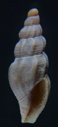 Bela taprurensis